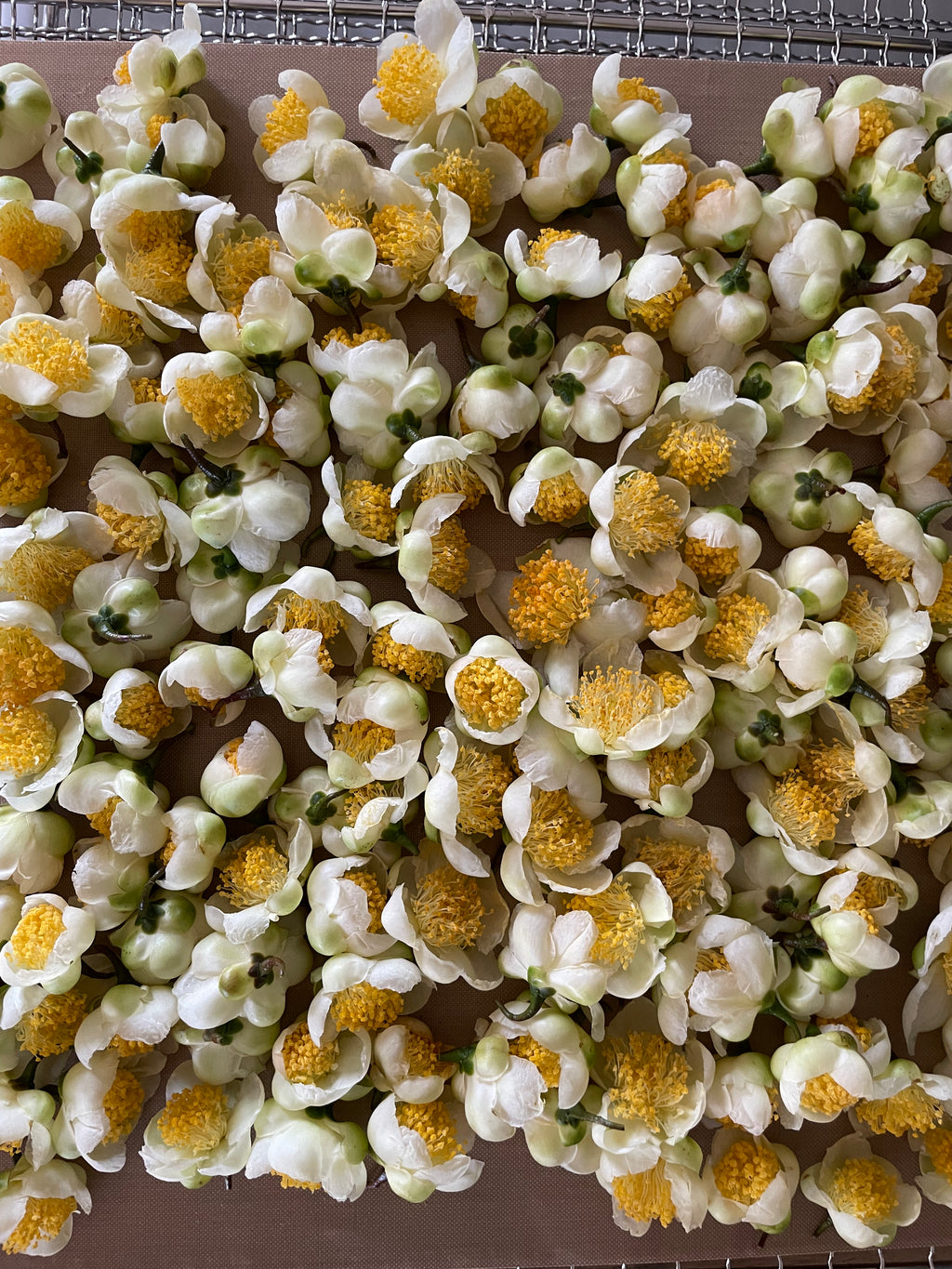 L'infusion : Fleurs de théiers